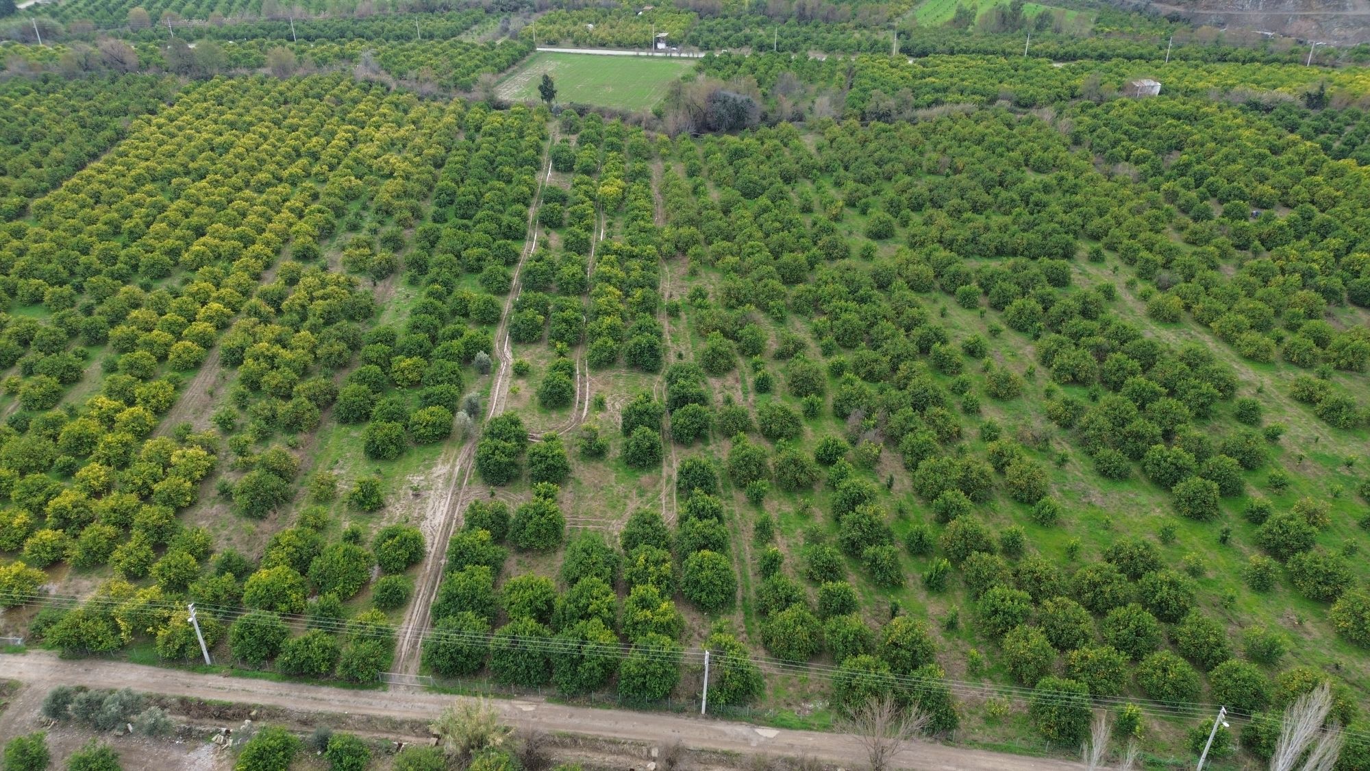 Türev Emlaktan Ortaca Çaylıda Satılık Limon Bahçesi