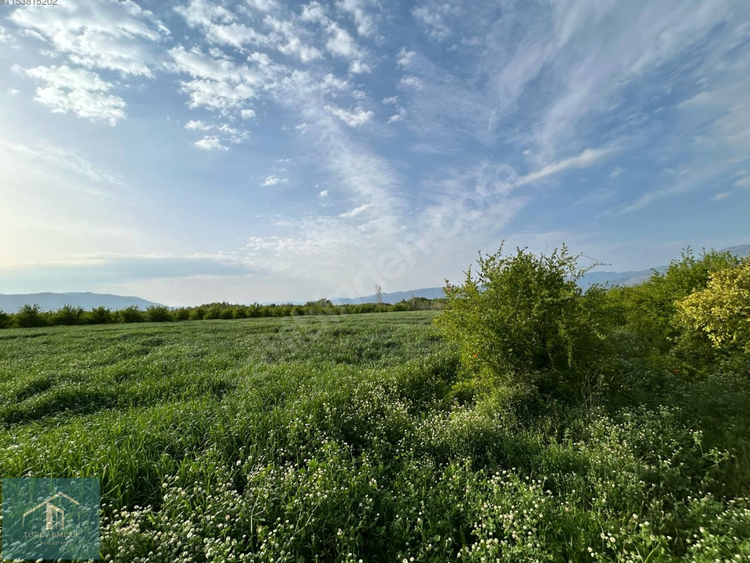 Muğla Köyceğiz Kavakarası'nda Rıza-i Taksimli Tarla